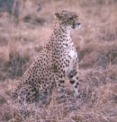 Cheetah
